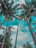 udGaux1.webp