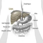 liver.webp liver.webp