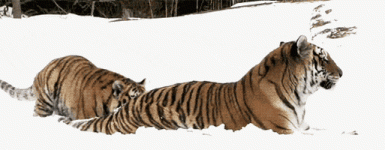 200.gif