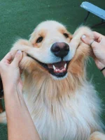 Dog Pictures_ Cute & Funny Pictures of Dogs.webp Dog Pictures_ Cute & Funny Pictures of Dogs.webp