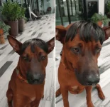 Yung nagbangs ka pero hindi bagay sayo.png