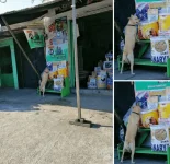 Almusal muna habang ala pa ang nagtitinda.webp
