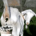 1609849738184.webp