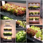 -wholesale-lettuce-grower-light-indoor-hydroponics.webp