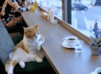 giphy.gif giphy.gif