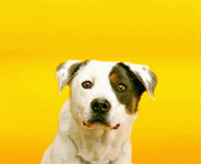 giphy.gif giphy.gif