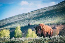 wyoming-bison-940x626.webp