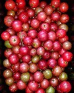 ea4629b912158623adb5093bf--red-berries-philippines.webp ea4629b912158623adb5093bf--red-berries-philippines.webp