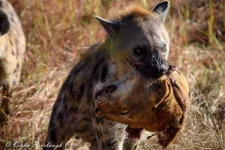 lion-head-hyena.webp