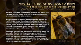 Sexual_Suicide_Enhanced.webp