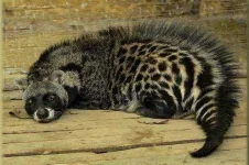 civet-cat.webp