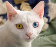 June_odd-eyed-cat_cropped.webp
