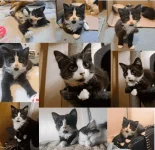 cat.webp cat.webp