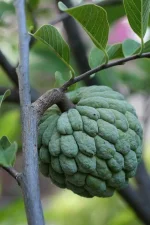 Sugar_apple_on_tree.webp