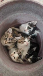 IMG_20210109_074350.webp
