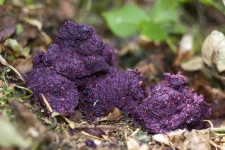 Pink-or-Purple-Dog-Poop-Color.webp