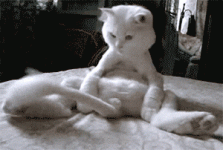 y47fOmE.gif