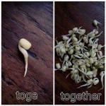 togs.webp