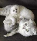 dqiwehvfmjg6.webp