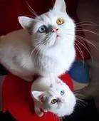 3wq10llqips7.webp