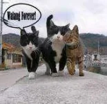 5cjy6qfb7jrc.webp