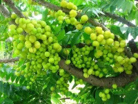 1200px-Otaheite_gooseberry.webp
