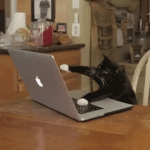 giphy.gif giphy.gif
