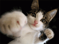 giphy.gif giphy.gif
