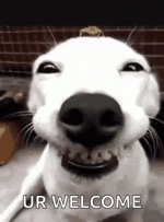 giphy.gif giphy.gif