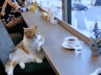 giphy.gif giphy.gif