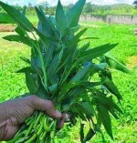 water-spinach.webp water-spinach.webp