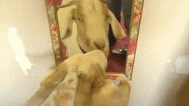 giphy.gif giphy.gif