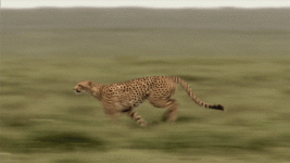 giphy.gif giphy.gif