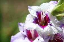 gladiolus-2367076_1920.webp