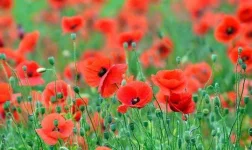poppy-2410383_1920_full_width.webp
