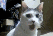 giphy.gif giphy.gif
