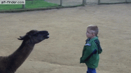 giphy.gif