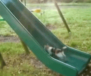 giphy.gif giphy.gif