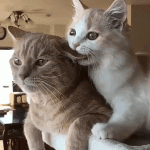 giphy.gif giphy.gif