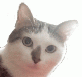 giphy.gif