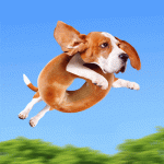 giphy.gif