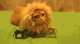 giphy.gif giphy.gif