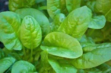 Spinach-Sciondriver-e1421870721589.webp