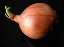 Onion-Liz-West-e1421941695490.webp