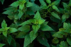 Nettle-Jan-Ingemansen-e1424773648845.webp Nettle-Jan-Ingemansen-e1424773648845.webp