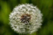 Allergies-Jim-Lukach-e1421949299175.webp