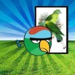 sulu-racquet-tail-pinoy-angry-birds.webp