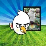philippine-cockatoo-pinoy-angry-birds.webp