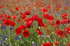 8-august-poppy.webp