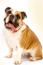 5_ways_of_looking_at_a_bulldog_PIC.webp